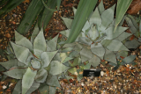 Agave parryi RCP1-10 039.jpg